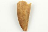 Serrated, .77" Raptor Tooth - Real Dinosaur Tooth - #200301-1